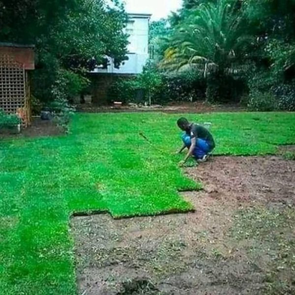 grass 1